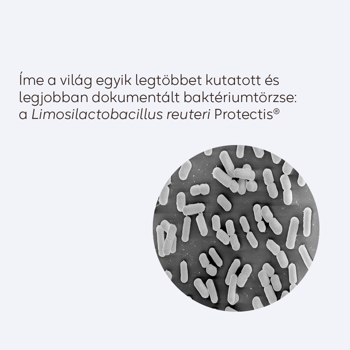 BioGaia Protectis Junior rágótabletta 30 db - eperízű - Image 3